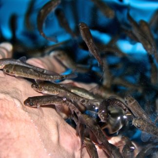 Doctor fish ca 5-6cm