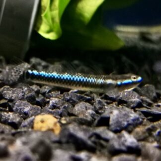 Cobalt blue goby 3-4cm