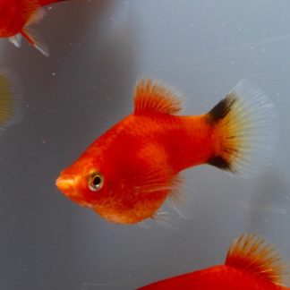 Platy röd comet  4-5cm