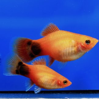 Platy sunset metall musse 3-4cm