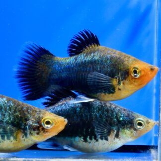 Platy midnigth blue  2-3cm