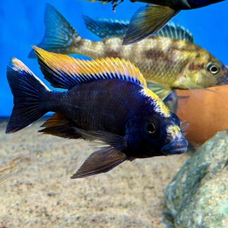 Lithobates Black Dorsal  4-5cm