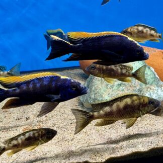 Lithobates Black Dorsal  7-10cm