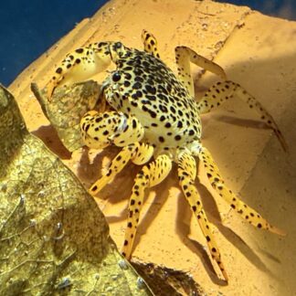 Panterkrabba